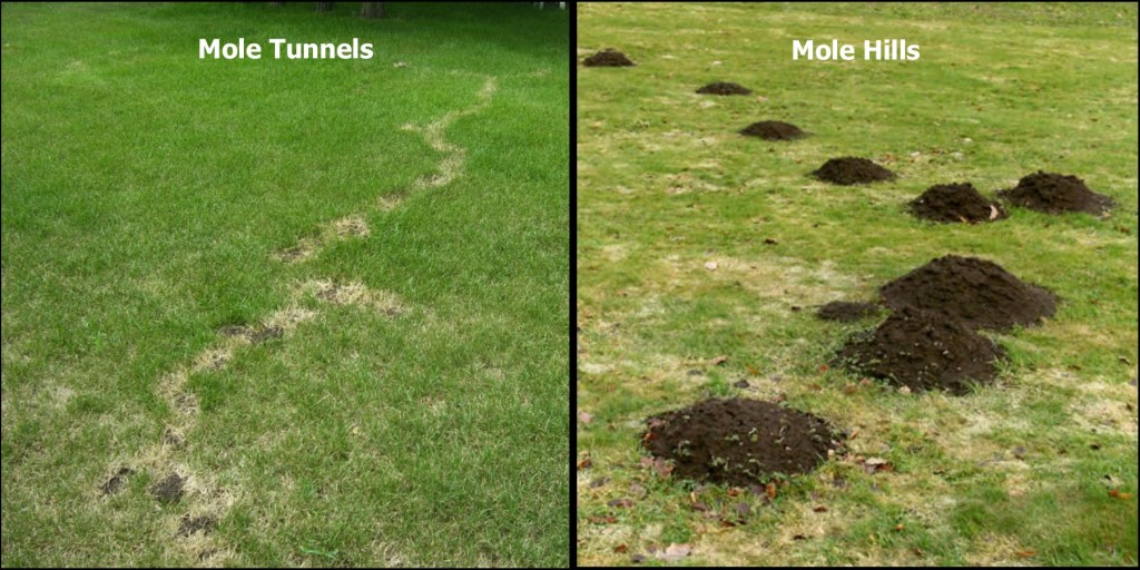 our-tips-for-mole-control-and-damage-rlm-inc