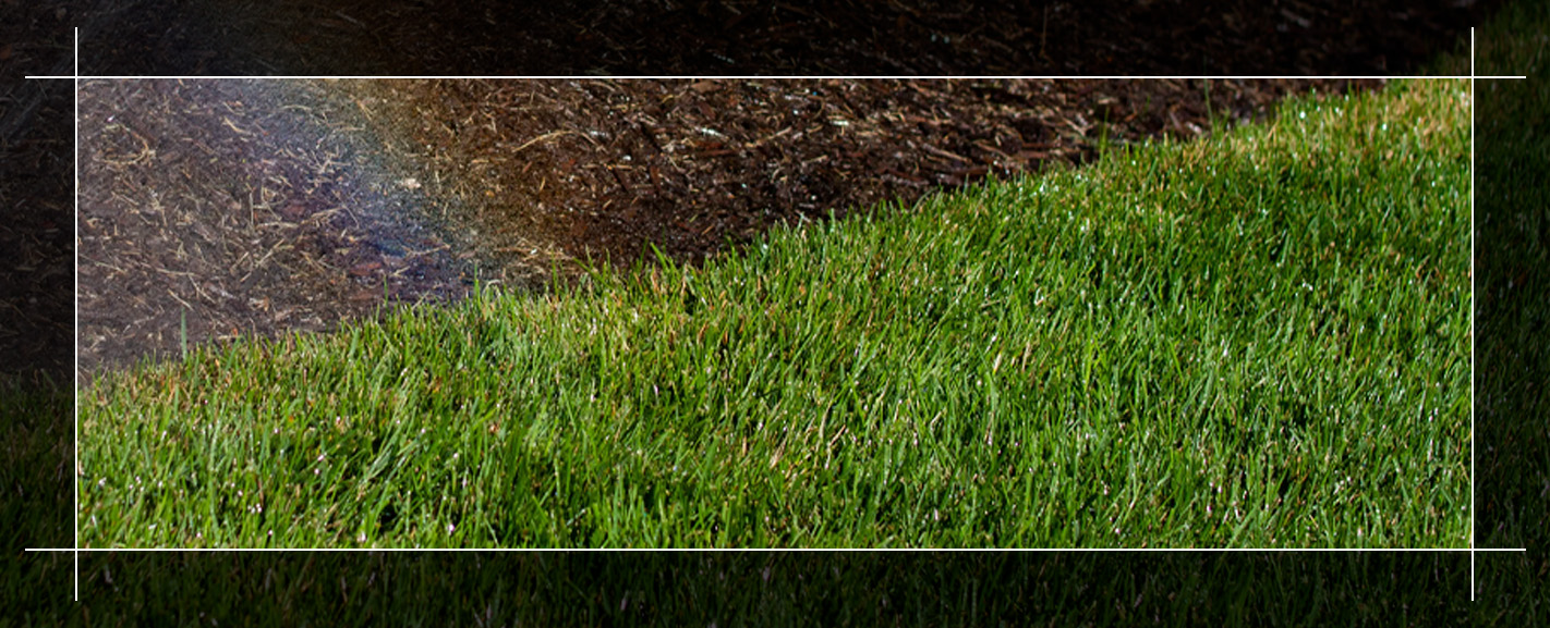 What Is the Best Grass Seed for Indiana Lawns?