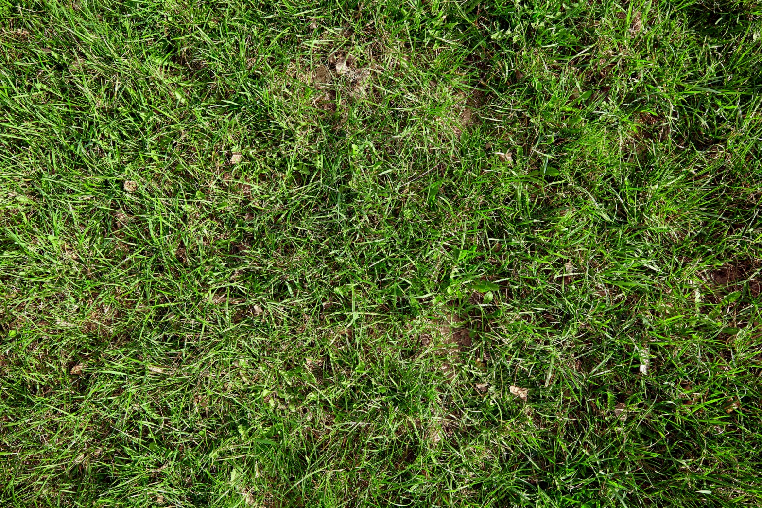 Does My Yard Need Fertilizer? How to Tell